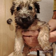 Wheaten Terrier - Both