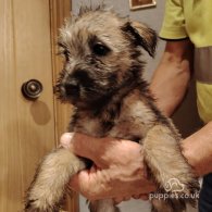 Wheaten Terrier - Both