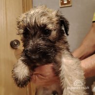 Wheaten Terrier - Both