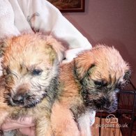 Wheaten Terrier - Both