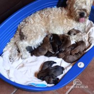 Wheaten Terrier - Both