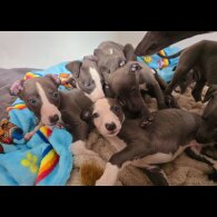 Whippet - Dogs