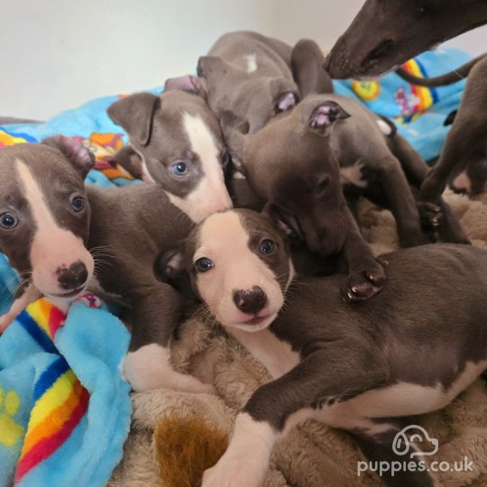 Whippet - Dogs