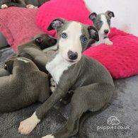 Whippet - Dogs