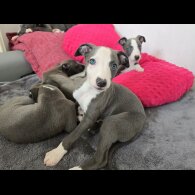 Whippet - Dogs