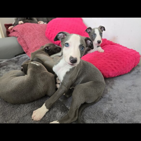 Whippet - Dogs