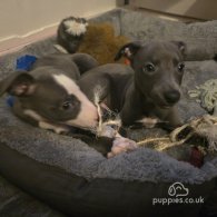 Whippet - Dogs