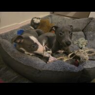 Whippet - Dogs