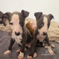 Whippet - Dogs