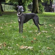 Whippet - Dogs