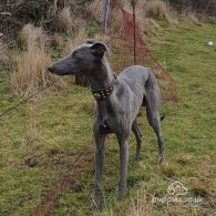 Whippet - Both