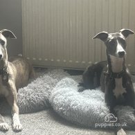 Whippet - Both