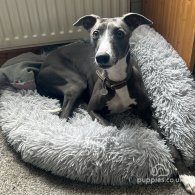 Whippet - Both