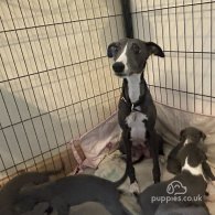 Whippet - Both