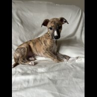 Whippet - Both