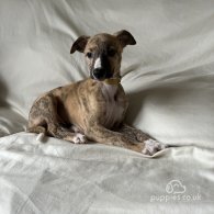 Whippet - Both