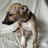 Whippet - Both