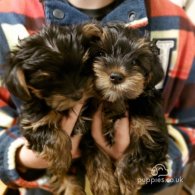 Yorkshire Terrier - Both