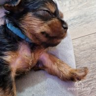 Yorkshire Terrier - Dogs