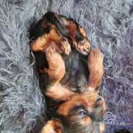 Yorkshire Terrier - Dogs