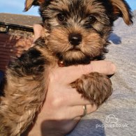 Yorkshire Terrier - Both