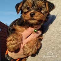 Yorkshire Terrier - Both