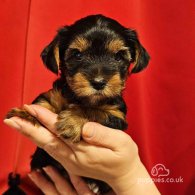 Yorkshire Terrier - Both