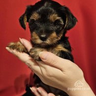 Yorkshire Terrier - Both