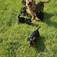 Yorkshire Terrier - Both