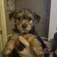 Yorkshire Terrier - Both