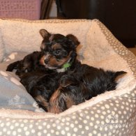 Yorkshire Terrier - Both