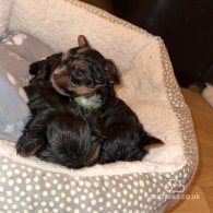 Yorkshire Terrier - Both