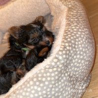 Yorkshire Terrier - Both