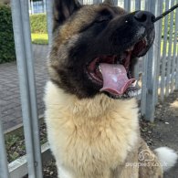 Akita - Both