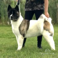 Akita - Both