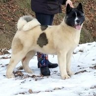 Akita - Both