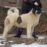 Akita - Both