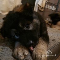 Alaskan Malamute - Both