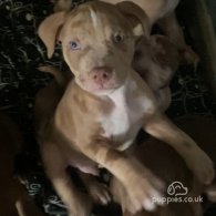 Staffordshire Bull Terrier - Both