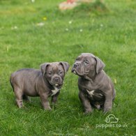 American Bulldog - Both