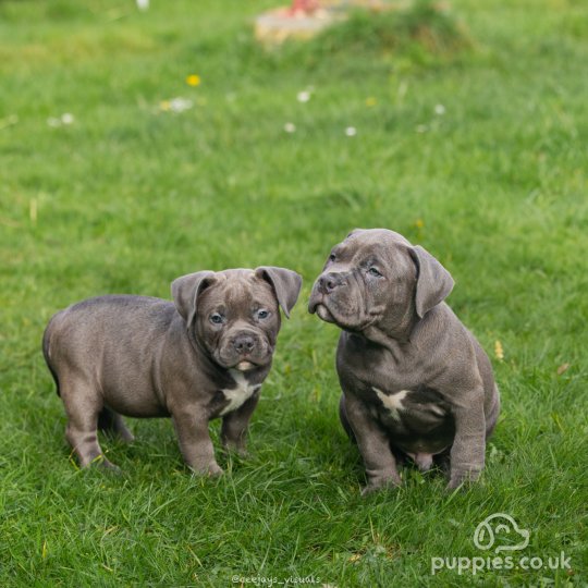 American Bulldog - Both