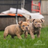 American Bulldog - Both