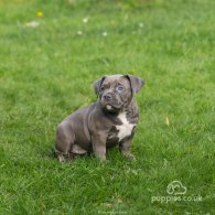 American Bulldog - Both