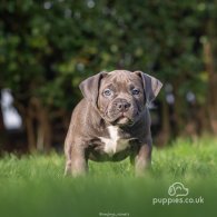 American Bulldog - Both