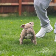 American Bulldog - Both