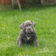 American Bulldog - Both