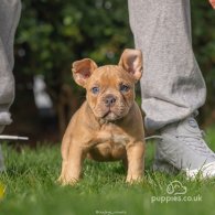 American Bulldog - Both