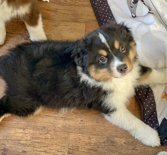 Australian Shepherd Dog