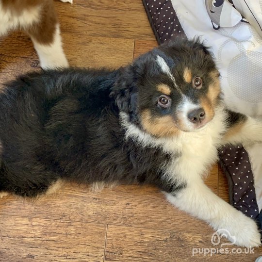 Australian Shepherd Dog - Dogs