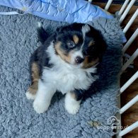 Australian Shepherd Dog - Dogs